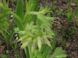 Image result for Eriocaulon abyssinicum