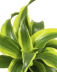 Image result for Dracaena fragrans