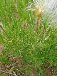 Image result for Clematis hirsuta