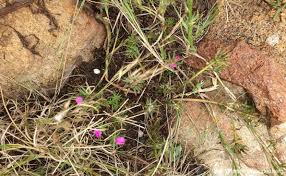 Image result for Portulaca centrali-africana