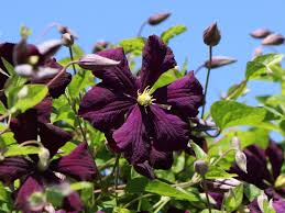 Etoile hotels and etoile hotels jardins: Clematis Etoile Violett Clematis Viticella Etoile Violett Baumschule Horstmann