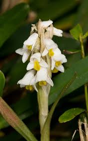 Image result for Zeuxine africana