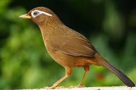 Suara burung betina berisi suara burung kicau betina yang berkualitas untuk pancingan burung muda, terapi macet bunyi dan pikat burung kicau jantan. Download Suara Burung Wambi Ngamuk Gacor Suara Jernih Mp3 Pamankicau