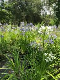 Image result for Agapanthus africanus