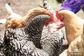 When it comes to a good chicken diet, the key word is variety. What To Feed Chickens When You Re On A Budget Eggs For Less