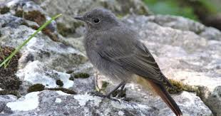 Fiches Especes Oiseaux Des Jardins Especes Oiseaux