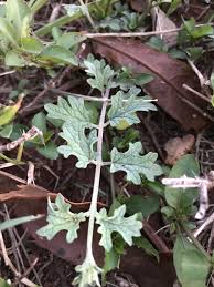 Image result for Dicerocaryum