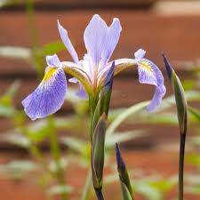 Le risposte per i cruciverba che iniziano con le lettere i, ir. Iris Da Terreno Umido Iris X Robusta Gerald Darby Arborea Farm S S Soc Agr