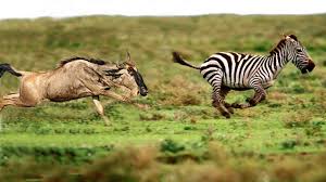 Parent Hartebeest Protect Just Born Baby From Zebras Reproduction Live Animal Cartoon Video Cartoon Animals Baby Animals
