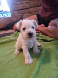 Providing top quality miniature schnauzer puppies in a variety of unique colors. White Miniature Schnauzer Puppies For Sale In Oologah Oklahoma Classified Americanlisted Com