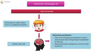 C) kawal atur kandungan air dalam badan. Tingkatan 1 Sains Pt3 Homeostasis Dalam Manusia Online Classes Vault Boy Online