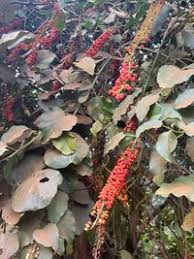 Image result for Phytolacca dodecandra