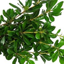Image result for Pittosporum