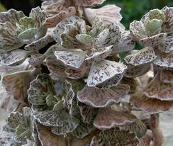 Kalanchoe Rhombopilosa Cacti And Succulents Planting Succulents Flowering Succulents