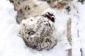Stone Zoo Stoneham Ma North East Us By Lindsay Warrington Lion Sculpture Snow Leopard Zoo