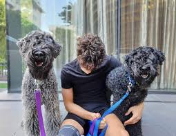 Our boys are available at stud to approved. Kerry Blue Terrier All You Need To Know About The Pride Of Ireland K9 Web