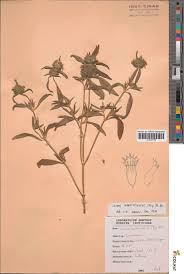 Image result for Leucas milanjiana