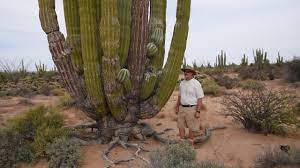How tall is the tallest cactus in the united states? Cardon The World S Largest Cactus Youtube
