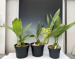 Image result for Celosia pandurata