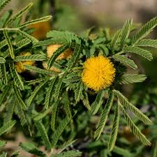 Image result for Acacia farnesiana