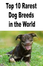 Top 10 Rarest Dog Breeds In The World Yorkshire Border Collie Boxer Or Labra Dog Breeds Rare Dogs Rare Dog Breeds