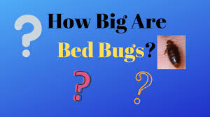 How Big Are Bed Bugs Pictures And Size Chart Get Rid Bed Bugs