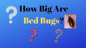 how big are bed bugs pictures and size chart get rid bed bugs