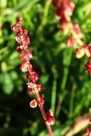 Image result for Rumex acetosella
