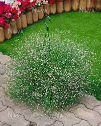 Pin On Plant And Flowers