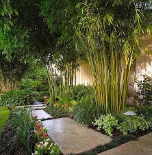 Thank you very much for browsing. Modernize Your Garden How To Grow Bamboo The Garden Glove