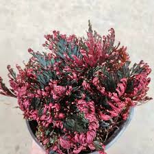 Image result for Selaginella afrorum