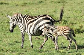 Zebra Zebra Animals Wildlifephotography Wildlife Photography Animals In World Animalsofinstagram Tansania Tanzania Travelling Canonphotography Canon