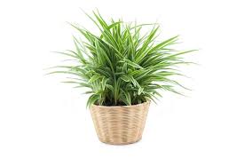 Check spelling or type a new query. Low Light House Plants Indoor Plants That Grow Without Sunlight Decolab