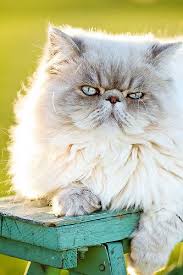 Biggs Final Edit Persian Cat Cats Cat Adoption