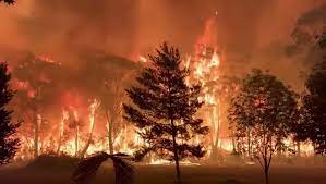 Se produjeron incendios importantes en adelaide hills e isla canguro en australia del sur. Los Incendios En Australia Son Graves Pero Sabes Por Que 10 01 2020 Sputnik Mundo
