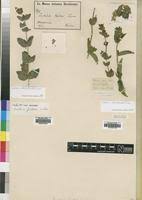 Image result for Justicia odora