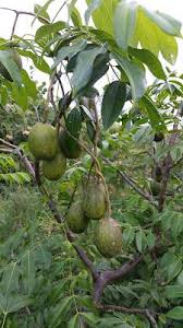 Epingle Sur Martinique