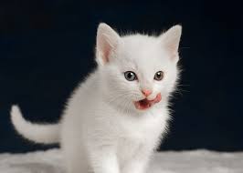 Enhance images anywhere when you purchase or try a. Hd Wallpaper Kitty Tongue Baby White Kitten Wallpaper Flare