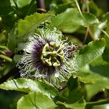 Image result for Passiflora edulis