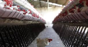H10n3 is a low pathogenic or relatively less severe strain of the virus in poultry and the risk of it spreading on a large scale is very low. Esq Isutehm7m