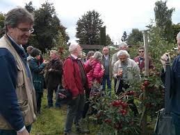 > fruit trees & bushes > cherrycot. Nurseries Stocking Local Varieties Got S Gloucestershire Fruit Varieties Site