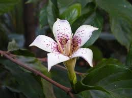 Image result for Rothmannia urcelliformis