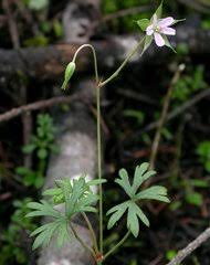 Image result for Geranium aculeolatum