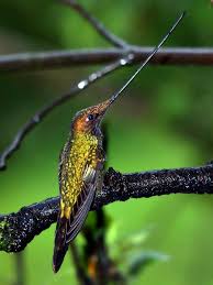 sword billed hummingbird com imagens beija flores passaro beija flor aves exoticas