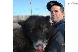 Wolf Hybrid For Sale Wolf Hybrid Wolf Hybrid Dogs Wolf Dog