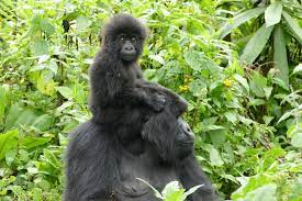 At age 6, … dian fossey biography read more » Two Years Ago We Dian Fossey Gorilla Fund International Facebook