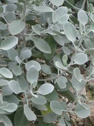 Kalanchoe Bracteata Silver Teaspoons World Of Succulents Silver Plant Succulents Small White Flowers