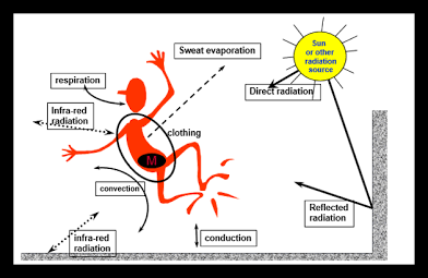 Environmental heat stress and body thermoregulation, AI generated