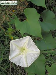 Image result for Ipomoea alba