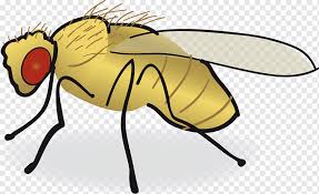 Saat ini, orang menghabiskan waktu mereka di rumah bermain game online atau di ponsel mereka, tonton film dan serial favorit mereka dan terlibat dalam kegiatan lain. Common Fruit Fly Png Images Pngwing